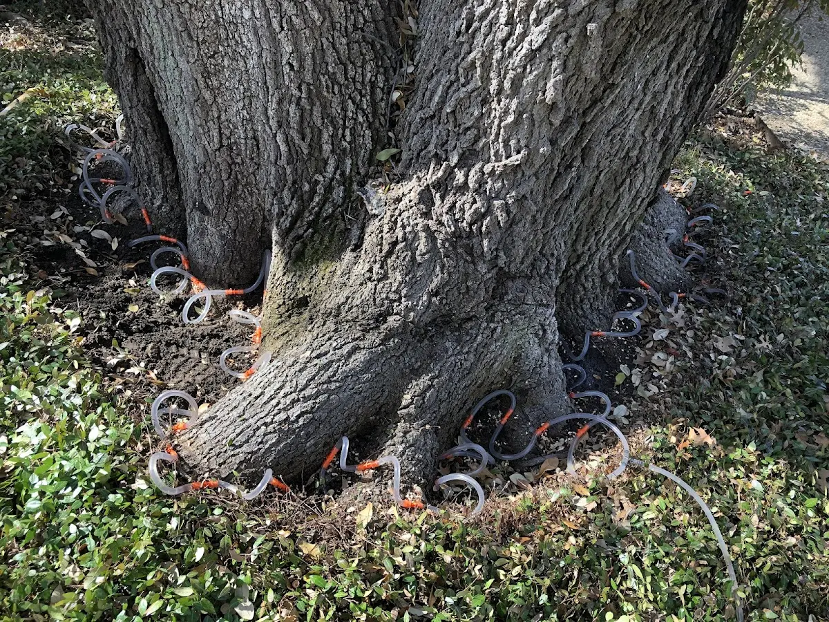 Detailed Tree Cabling and Bracing job site in Clarks Summit