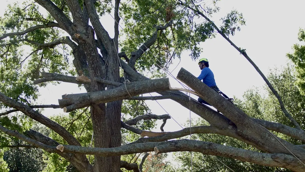 Professional Crown Thinning performed by certified arborists in Clarks Summit
